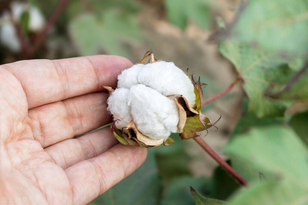 棉花期货价格最新行情及分析概览